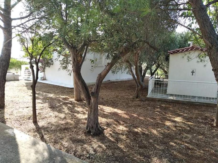 White Villa In Olive Trees And Seaview To Panagia Almiropótamos エクステリア 写真