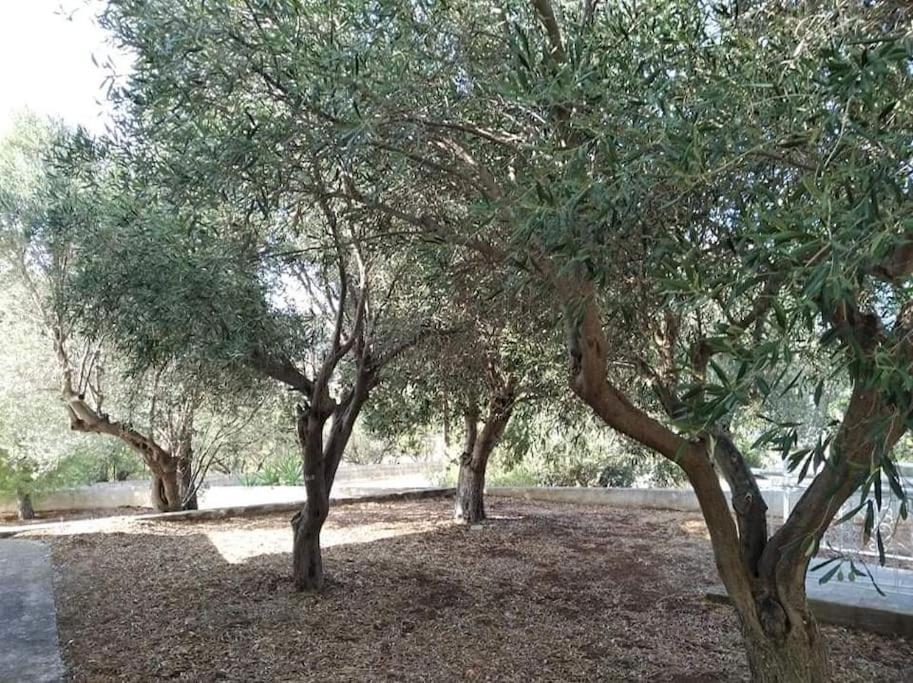 White Villa In Olive Trees And Seaview To Panagia Almiropótamos エクステリア 写真